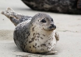 Carpinteria Committee Recommends Closing Access to Harbor Seal Rookery for Three Years